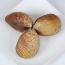 Sò dương sống giá tốt